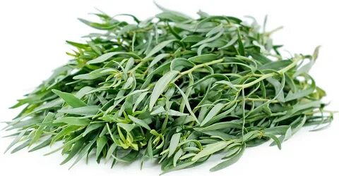 تصویر 4 از فروش مستقیم و عمده سبزی ترخون خشک + قیمت ویژه